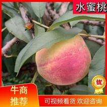 【推荐】湖南优质水蜜桃自产自销大量上市可视频