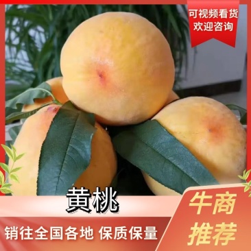 湖南精品锦绣黄桃自产自销大量供应欢迎下单咨询