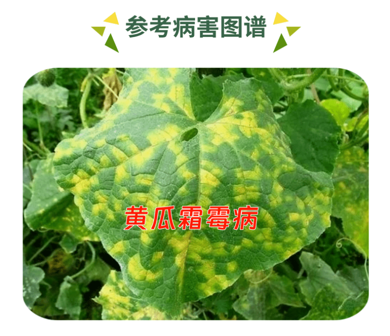 75%百菌清杀菌剂蓝粉霜霉病真菌病农药杀菌农用100克