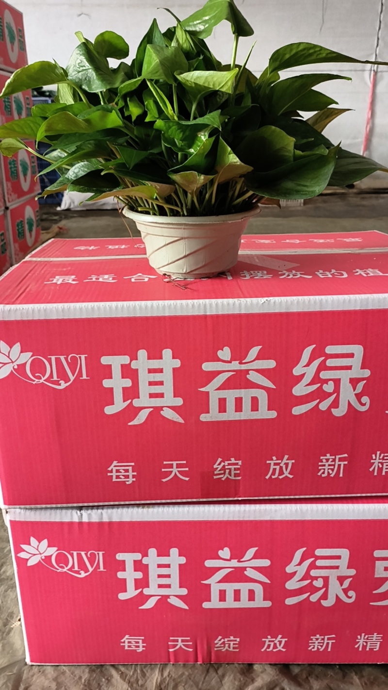 绿萝，易养活，大叶长藤，110/180/360品种多