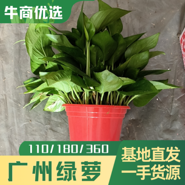 绿萝广州绿萝基地直发长势旺盛长藤大叶