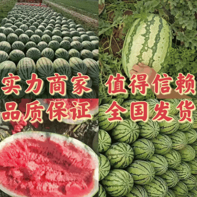 奎屯金城五号西瓜新疆奎屯西瓜，哈密昌吉西瓜大吨位走货