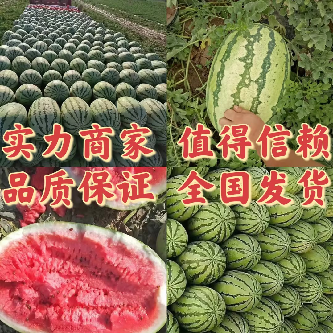 [金城5号西瓜批发]新疆乌鲁木齐乌鲁木齐县西瓜 0.20元/斤新 _ 一亩田