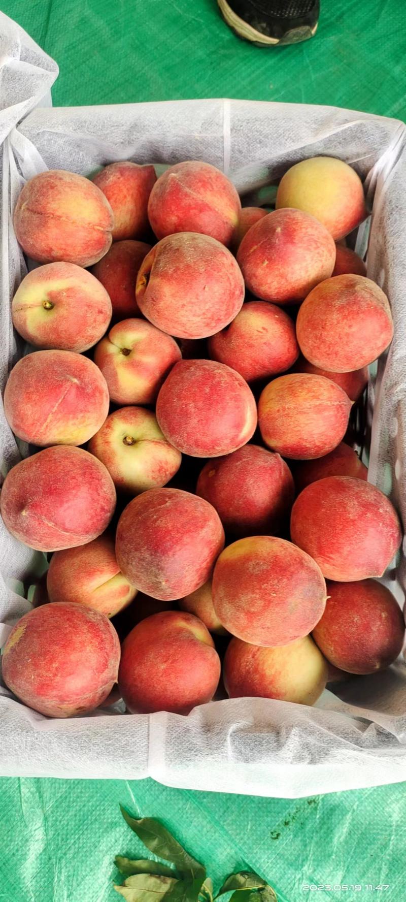 【血桃】桃子大量上市货源稳定可视频看货！欢迎选购