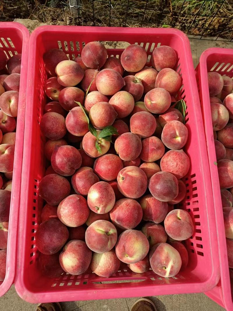 【血桃】桃子大量上市货源稳定可视频看货！欢迎选购