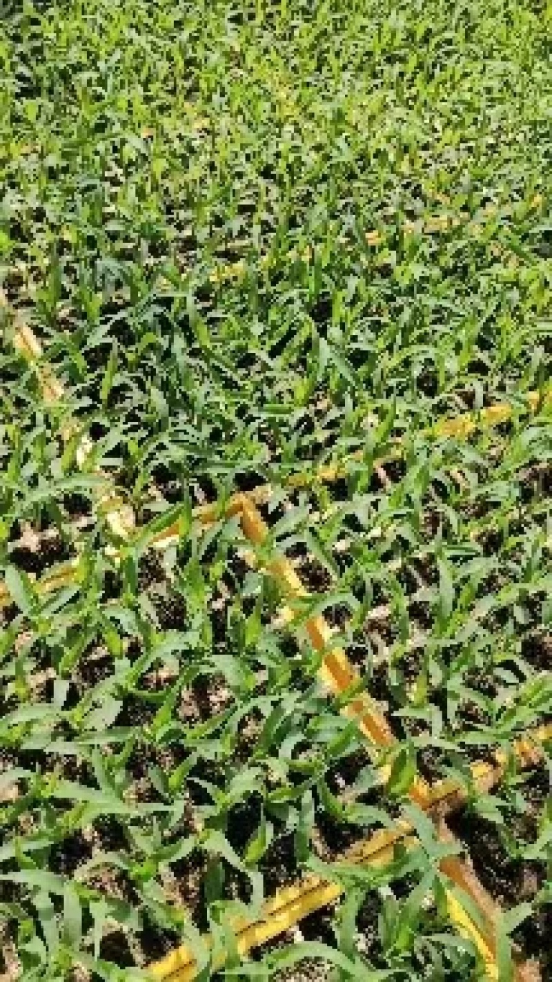 玉米苗供货量大提供技术全国发货货源稳定欢迎客商订货