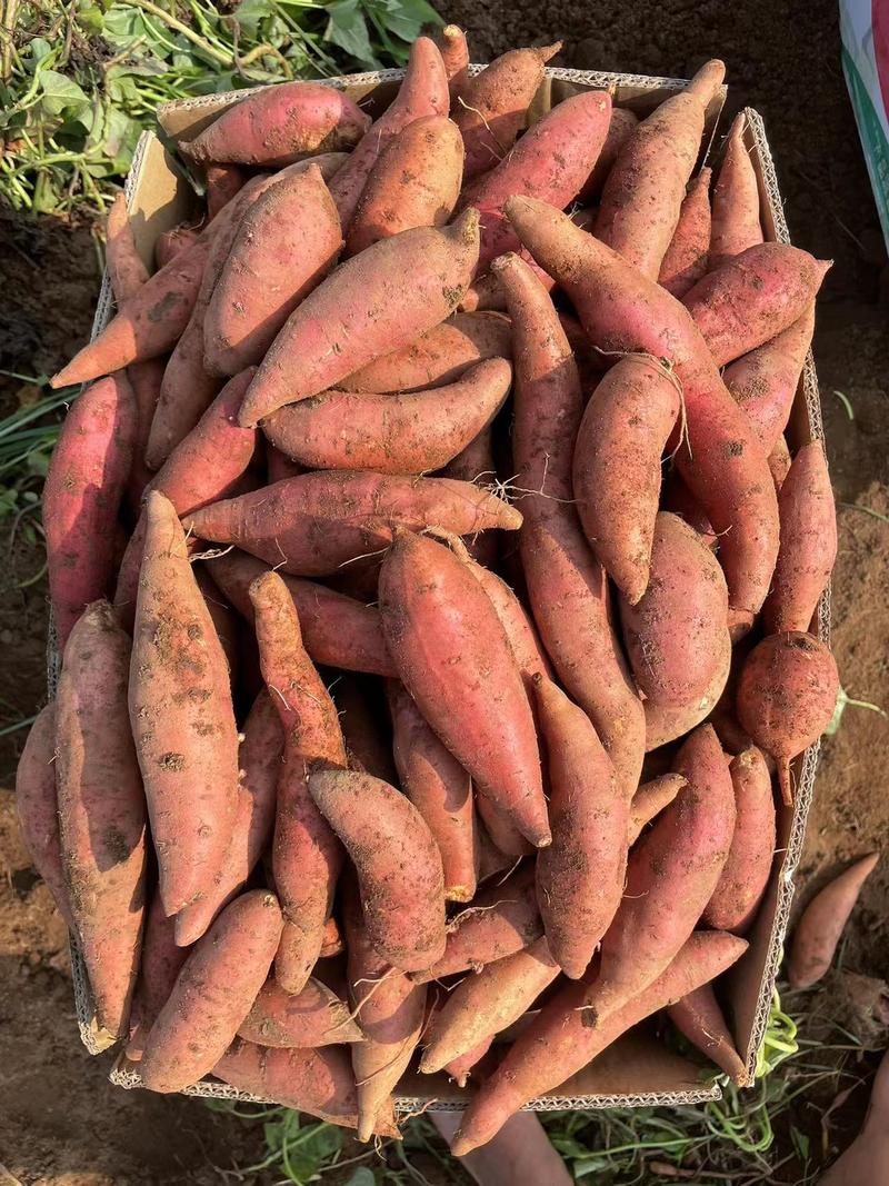 【热卖中】西瓜红红薯精选品质价格不贵实力供应市场商超