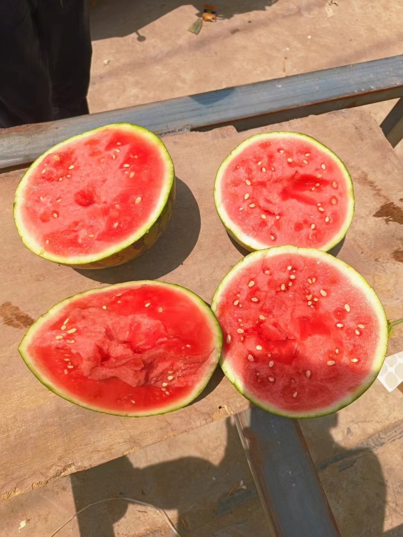 云南精品麒麟美都西瓜大量上市可视频看货