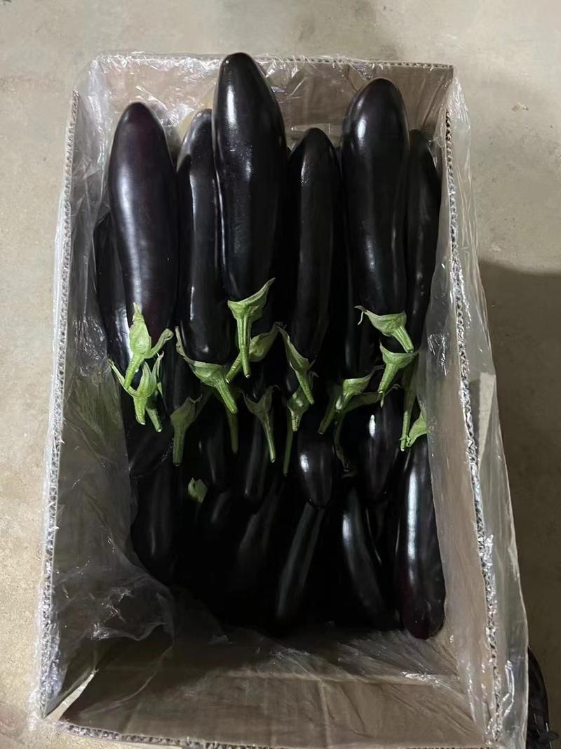 辽宁省葫芦岛市绥中县精品长茄货源充足质量保证价格便宜