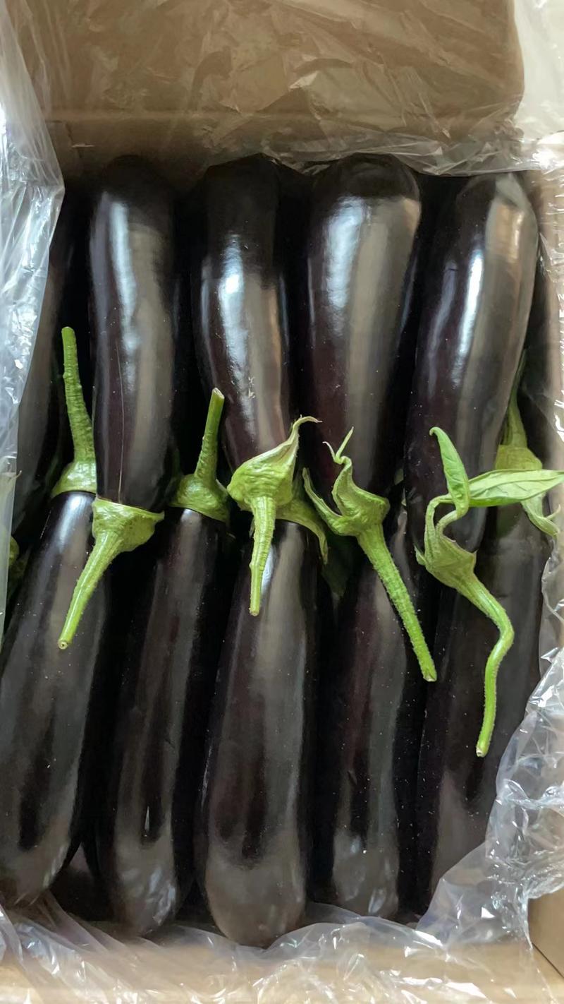 辽宁省葫芦岛市绥中县精品长茄货源充足质量保证价格便宜