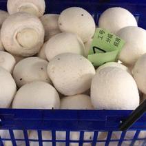 福建漳州精品白蘑菇，大量上市可视频欢迎来电咨询