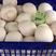福建漳州精品白蘑菇，大量上市可视频看货欢迎来电咨询