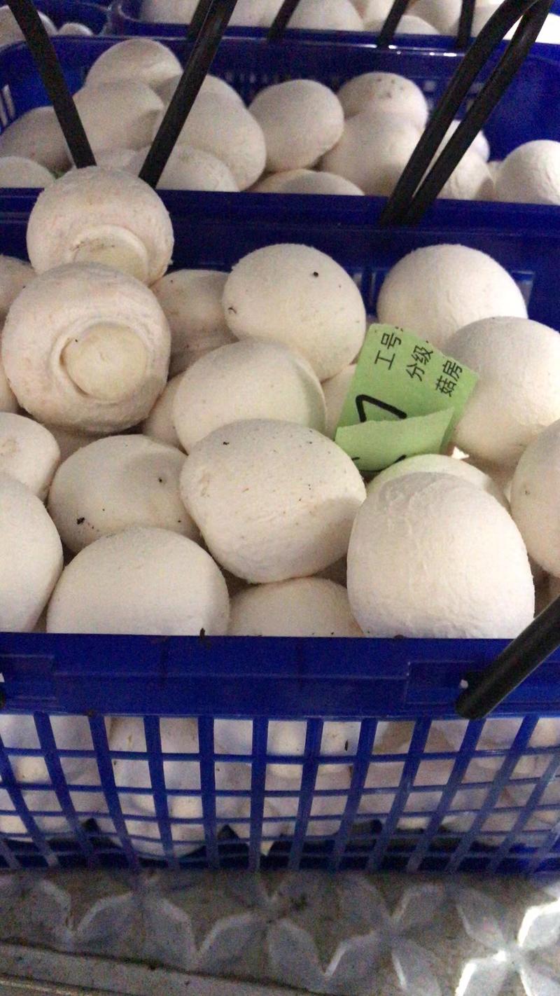 福建漳州精品白蘑菇，大量上市可视频看货欢迎来电咨询