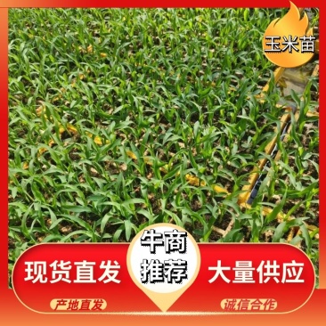 玉米苗供货量大提供技术全国发货货源稳定欢迎客商订货