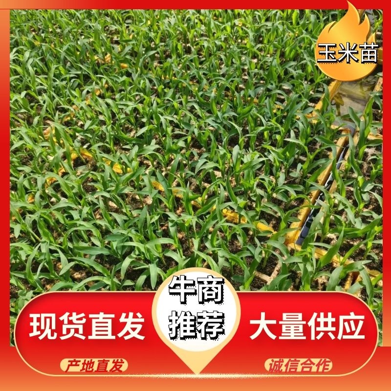 玉米苗供货量大提供技术全国发货货源稳定欢迎客商订货