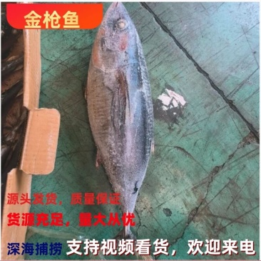金枪鱼炸弹鱼金枪鱼船冻金枪鱼金枪鱼1300/1800克