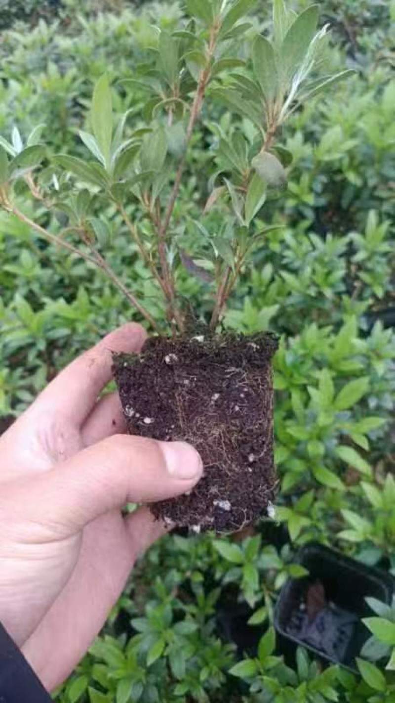 皋月杜鹃小苗