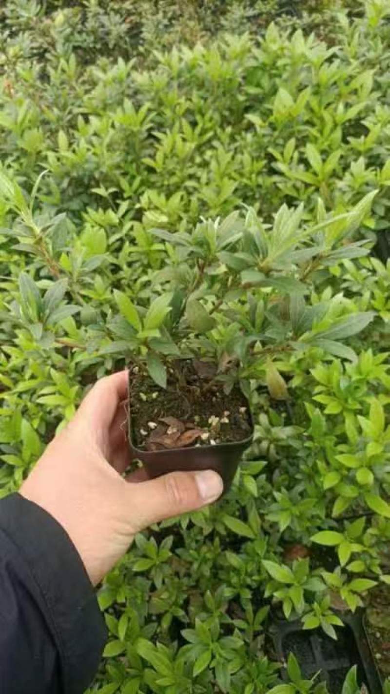 皋月杜鹃小苗