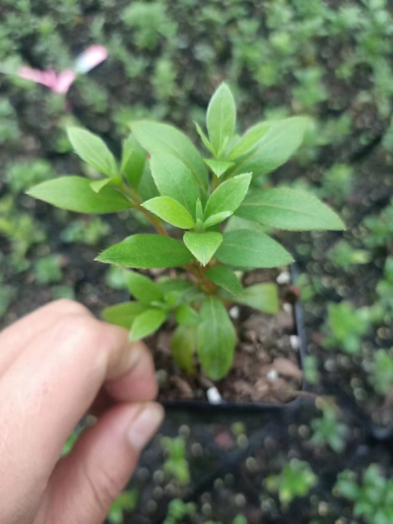 皋月杜鹃小苗