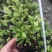 皋月杜鹃小苗