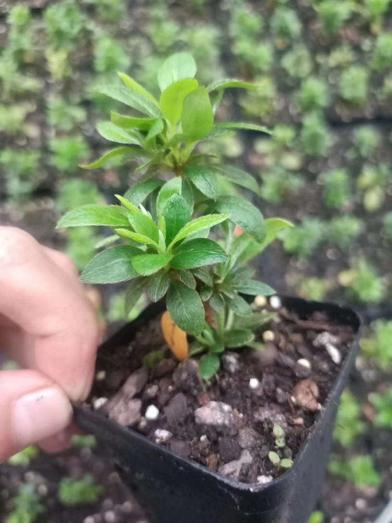 皋月杜鹃小苗