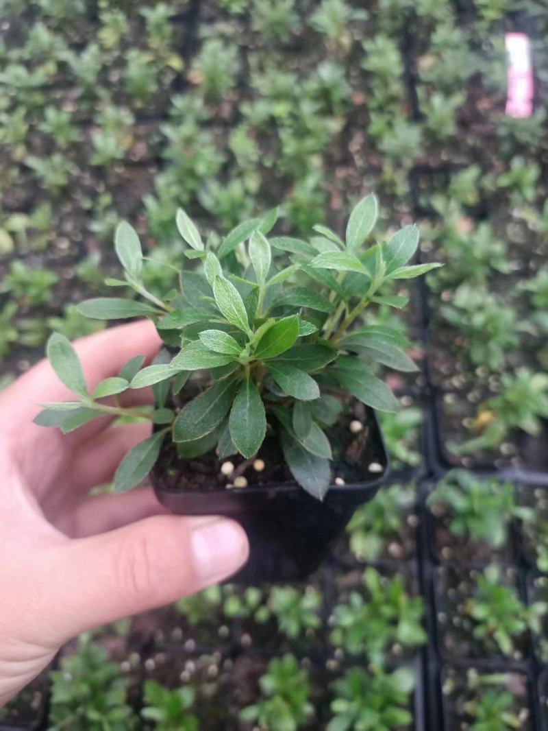 皋月杜鹃小苗