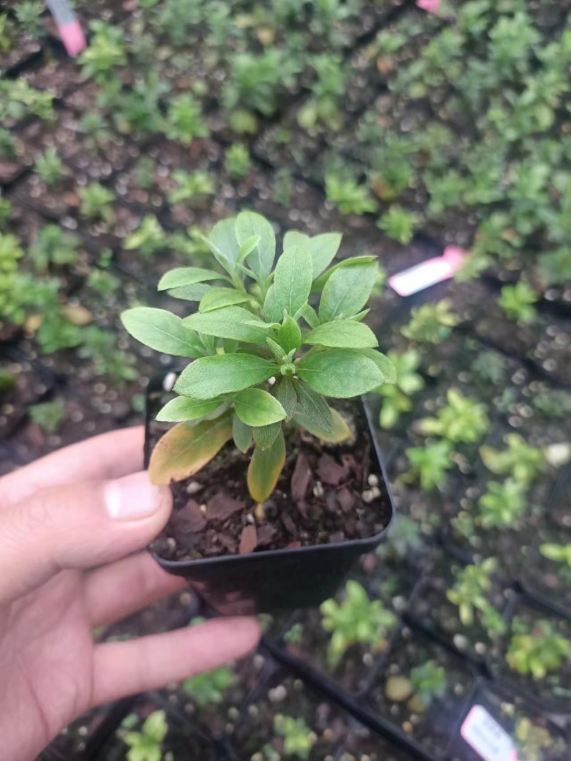 皋月杜鹃小苗