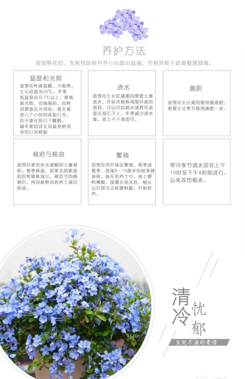 蓝雪花柱