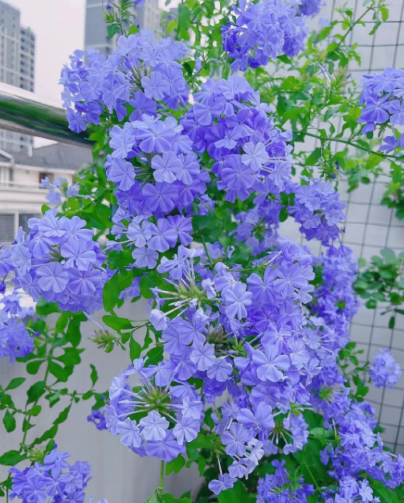 蓝雪花柱