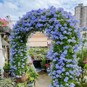 蓝雪花柱