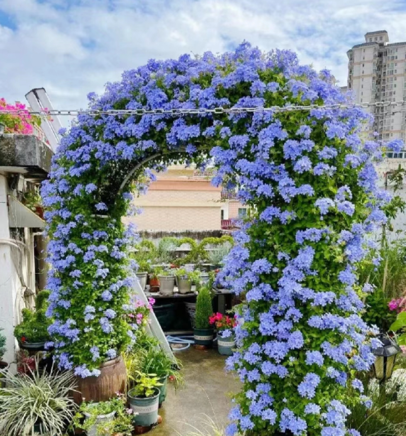 蓝雪花柱
