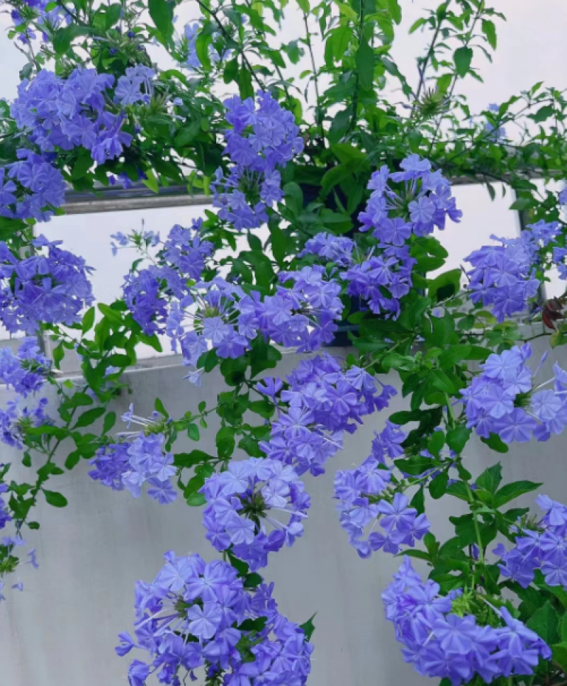 蓝雪花柱