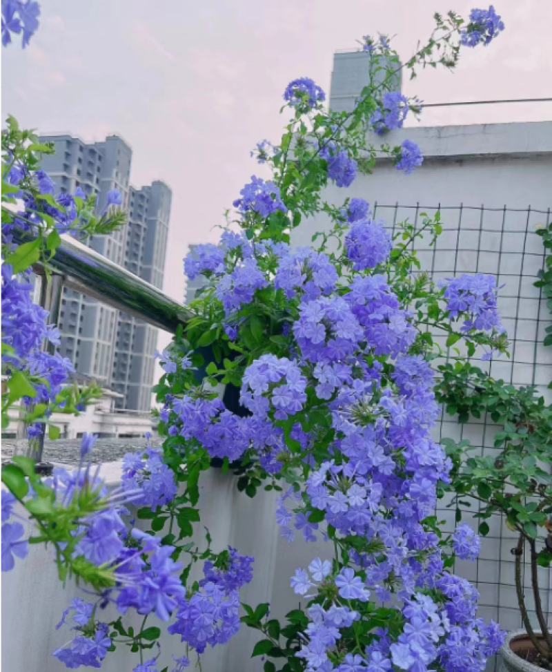 蓝雪花柱