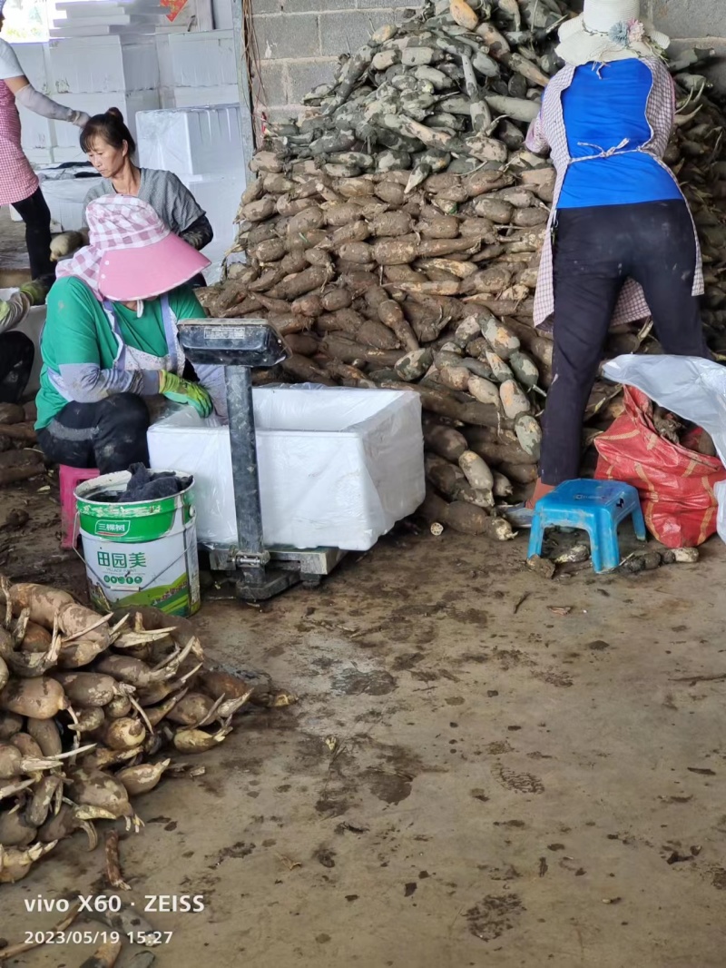 云南红河本地巨无霸莲藕产地直供可视频看货欢迎来电