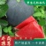 【精品】黑皮无籽西瓜产地直发包熟包甜皮薄多汁商超团购