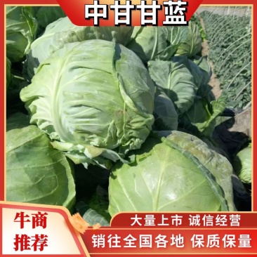甘肃临洮中甘甘蓝系列一手货源可视频看货