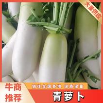 【伟东菜业】青萝卜，产地直销，一手货源