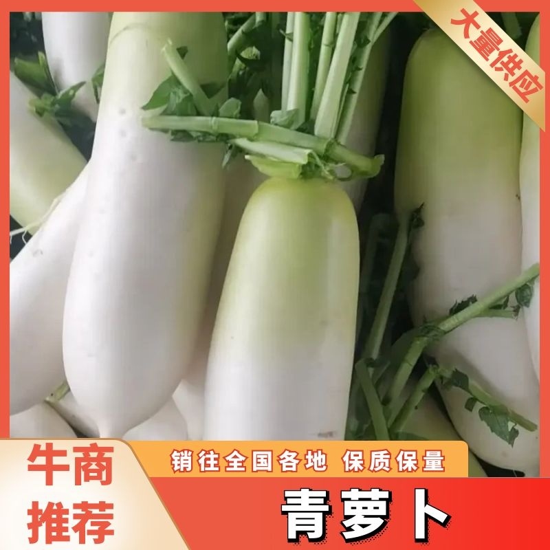 【伟东菜业】青萝卜，定西萝卜，产地直销，一手货源