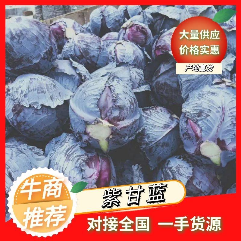 【伟东菜业】紫甘蓝火热上市中，货美价美，欢迎对接采购