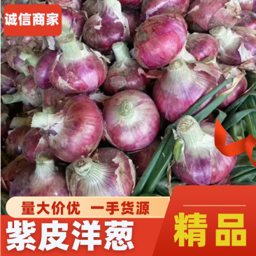 开封通许紫皮二红洋葱出库中！对接商超，批发市场