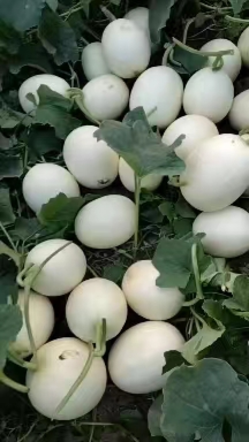 【牛商推荐】上蔡甜红玉，大量批发，随时走车一手货源