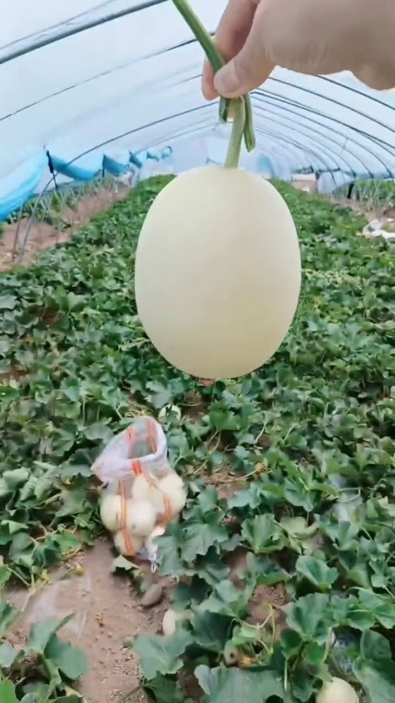 【牛商推荐】上蔡甜红玉，大量批发，随时走车一手货源