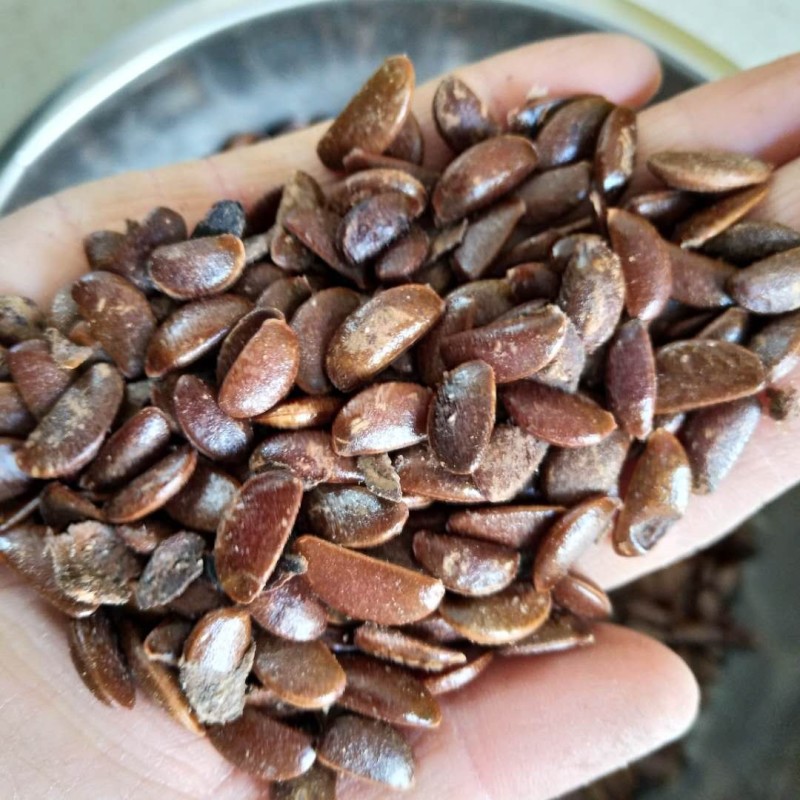 新采软枣树种子君迁子花籽多年生嫁接柿子国产砧木野柿子花卉