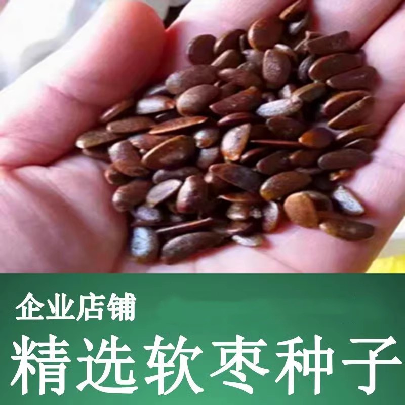新采软枣树种子君迁子花籽多年生嫁接柿子国产砧木野柿子花卉