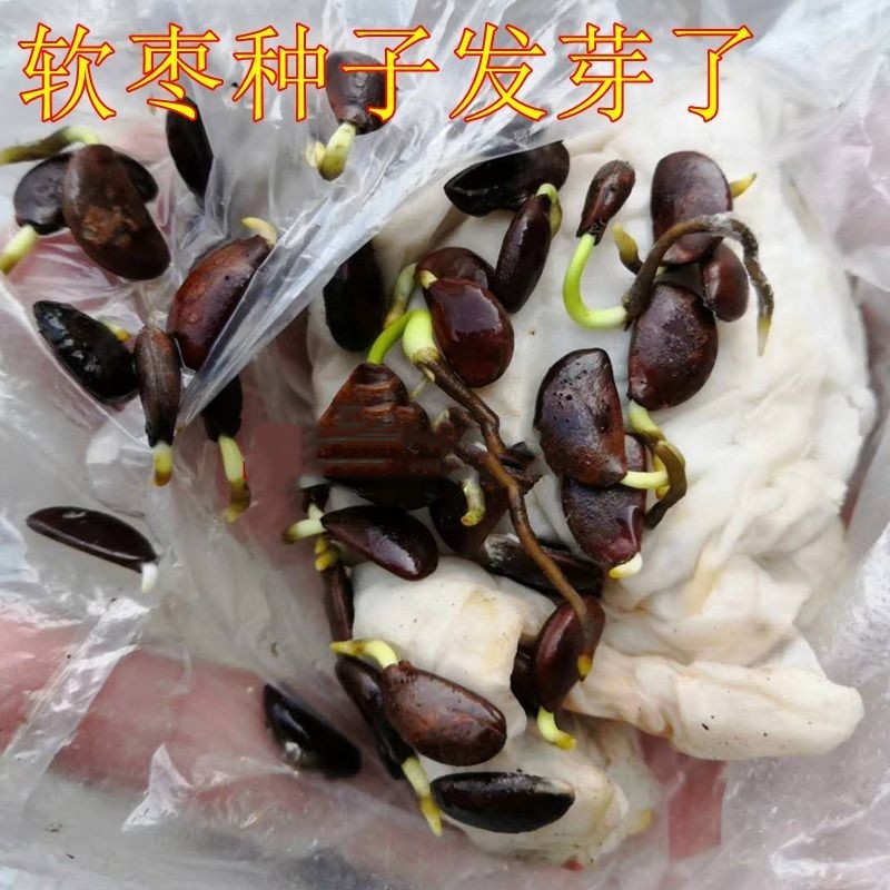 新采软枣树种子君迁子花籽多年生嫁接柿子国产砧木野柿子花卉