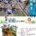 新采软枣树种子君迁子花籽多年生嫁接柿子国产砧木野柿子花卉
