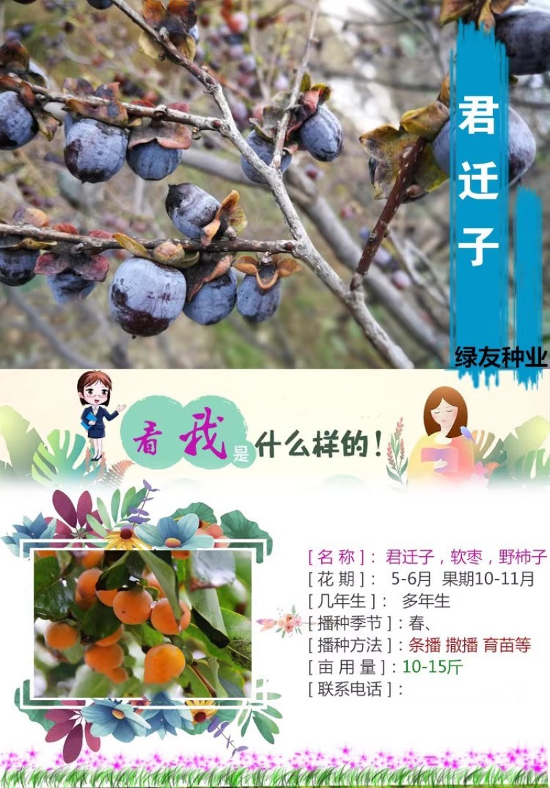 新采软枣树种子君迁子花籽多年生嫁接柿子国产砧木野柿子花卉