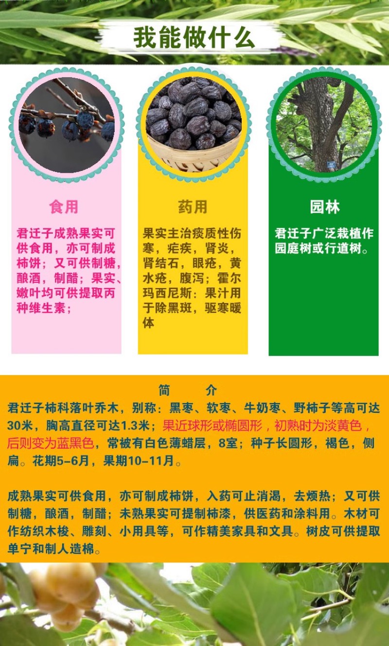 新采软枣树种子君迁子花籽多年生嫁接柿子国产砧木野柿子花卉