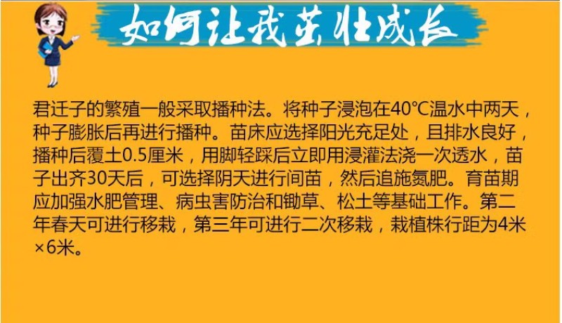 新采软枣树种子君迁子花籽多年生嫁接柿子国产砧木野柿子花卉