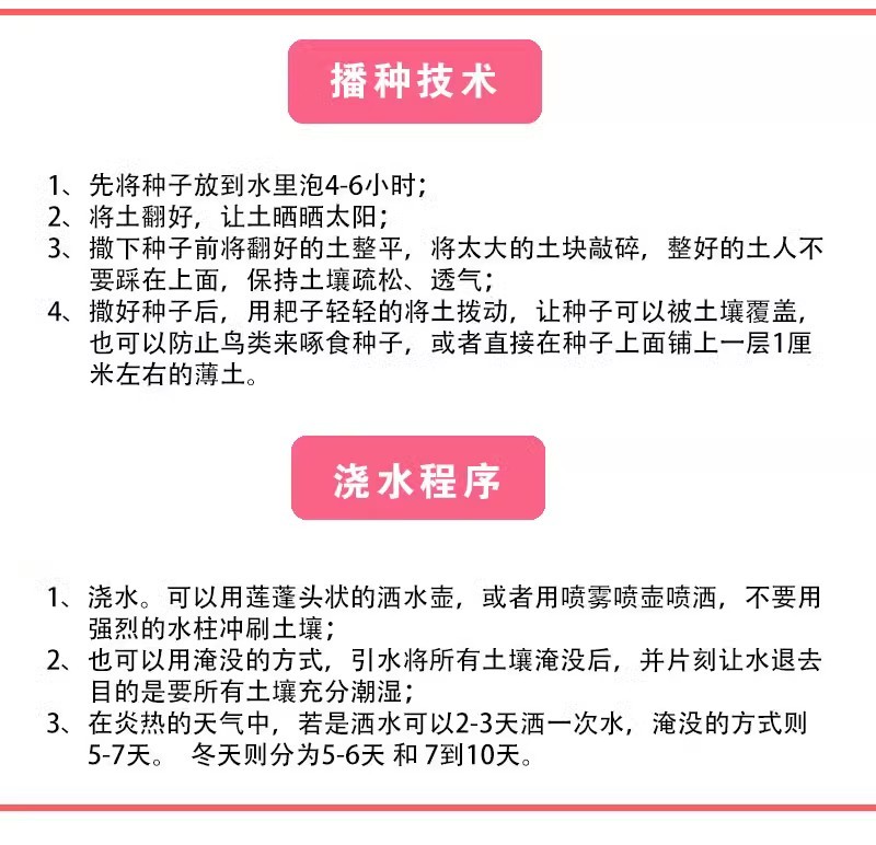新采软枣树种子君迁子花籽多年生嫁接柿子国产砧木野柿子花卉
